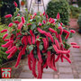 Red-Hot Cat's Tail (House Plant Seeds)
