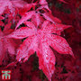 Acer palmatum 'Bloodgood'