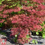 Acer palmatum 'Inaba-shidare'