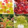Nurseryman's Choice Acer