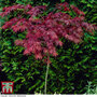 Acer palmatum 'Garnet'