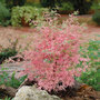 Acer palmatum 'Taylor'