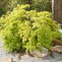 Acer palmatum var. dissectum 'Viridis'