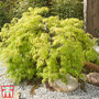 Acer palmatum var. dissectum 'Viridis'