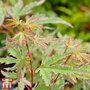 Acer palmatum 'Butterfly'