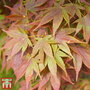 Acer palmatum