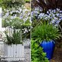 Agapanthus Duo