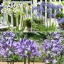 Agapanthus Evernight Collection