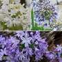 Agapanthus Purple Collection