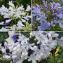 Agapanthus Trio