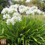 Agapanthus africanus 'Albus'