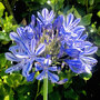 Agapanthus 'Blue Umbrella'