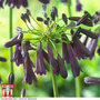 Agapanthus inapertus 'Midnight Cascade'