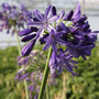 Agapanthus 'Northern Star'