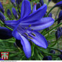 Agapanthus 'Northern Star'