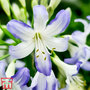 Agapanthus 'Sea Breeze'