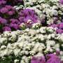 Ageratum houstonianum 'Dwarf Ball Mixed' - Seeds