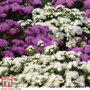 Ageratum houstonianum 'Dwarf Ball Mixed' - Seeds
