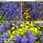 Ajuga Feathered Friends Trio