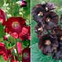 Hollyhock Duo