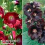 Hollyhock Duo