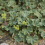 Alchemilla erythropoda