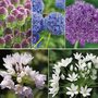Allium 100 Bulb Collection