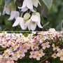 Clematis All Season Duo