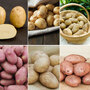 Potato 'T&M All Year Round Collection'