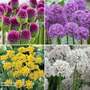 Allium 100 Bulb Collection