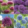 Allium Collection