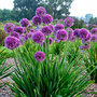 Allium 'Lavender Bubbles'