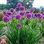 Allium 'Lavender Bubbles'