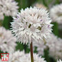 Allium amplectens 'Graceful Beauty'