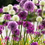 Allium 'Big Impact Mixed'