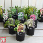 Nurserymans Choice Alpine Mix