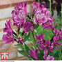 Alstroemeria 'Butterfly Hybrids'