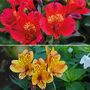 Alstroemeria Lovely Breeze Duo