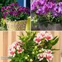 Alstroemeria Inticancha Purple Collection