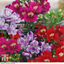 Alstroemeria 'Tree Everest Mix'