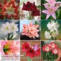 Nurserymans Choice Amaryllis