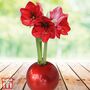 Amaryllis In Globe