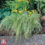 Carex 'Amazon Mist'