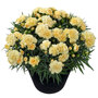 Dianthus caryophyllus 'Amber' (Sunflor Series)