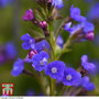 Anchusa azurea 'Dropmore'