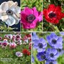 Anemone Rainbow Collection