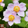 Anemone x hybrida 'Robustissima'