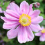 Anemone x hybrida 'Serenade'