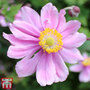 Anemone x hybrida 'Serenade'