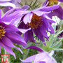 Pulsatilla vulgaris subsp. grandis 'Papageno'